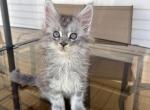 Yasmin - Maine Coon Kitten For Sale - Campbell&comma; NY&comma; US