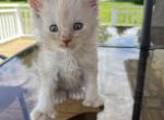Koby - Maine Coon Kitten For Sale - Campbell&comma; NY&comma; US