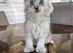 cade - Maine Coon Kitten For Sale - Campbell&comma; NY&comma; US