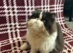 Dolly - Persian Kitten For Sale - Myakka City&comma; FL&comma; US