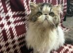 Oreo - Persian Kitten For Sale - Myakka City&comma; FL&comma; US