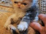 Callie - Persian Kitten For Sale - Sumner&comma; WA&comma; US