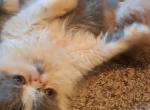 Oliver - Persian Kitten For Sale - 