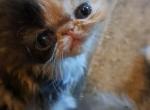 MADELYNN - Persian Kitten For Sale - Sumner&comma; WA&comma; US