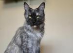 Theodora - Maine Coon Cat For Sale - Middle Point&comma; OH&comma; US