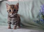 Brown girl - Bengal Kitten For Sale - Vista&comma; CA&comma; US