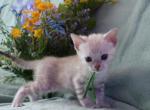 Silver Snow mink boy - Bengal Kitten For Sale - Vista&comma; CA&comma; US