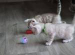 Silver Snow mink boy - Bengal Kitten For Sale - Vista&comma; CA&comma; US