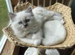 Dahlia - Ragdoll Kitten For Sale - Front Royal&comma; VA&comma; US