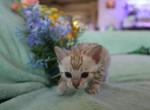 Pink collar Snow mink girl - Bengal Kitten For Sale - Vista&comma; CA&comma; US