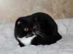 Minato - Exotic Cat For Sale - Enola&comma; PA&comma; US