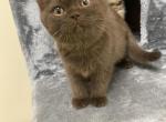 Brownie - British Shorthair Kitten For Sale - Maple Grove&comma; MN&comma; US