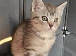 Fun little kitties - British Shorthair Kitten For Sale - Springfield&comma; MA&comma; US