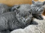 Tom - British Shorthair Kitten For Sale - Woodland Park&comma; CO&comma; US