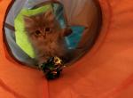 Indigo Indie - Siberian Kitten For Sale - Port Royal&comma; PA&comma; US