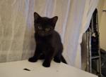 Ash - Maine Coon Kitten For Sale - Gardner&comma; MA&comma; US