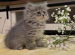 Belle - Siberian Kitten For Sale - 
