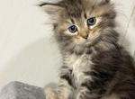 Lily - Siberian Kitten For Sale - Port Royal&comma; PA&comma; US