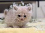 Cooper - Siberian Kitten For Sale - Port Royal&comma; PA&comma; US