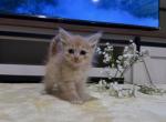 Georgie - Siberian Kitten For Sale - Port Royal&comma; PA&comma; US