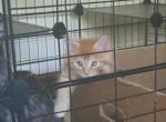Four Beautiful Maine Coon Kittens Farmington MN - Maine Coon Kitten For Sale - Farmington&comma; MN&comma; US