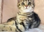 Tabby Girl - Scottish Straight Kitten For Sale - Federal Way&comma; WA&comma; US