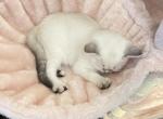 Lynx point Girl - Scottish Straight Kitten For Sale - Federal Way&comma; WA&comma; US