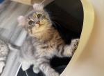 Blue Silver Tabby Male - Highlander Kitten For Sale - 