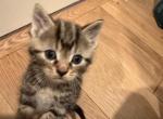 Polydactyl Male Desert Lynx - Highlander Kitten For Sale - 