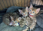 Betty and Remington babies - Bengal Kitten For Sale - Holmes&comma; NY&comma; US