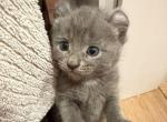 Solid Classic Blue Boy - Highlander Kitten For Sale - Bristol&comma; NH&comma; US