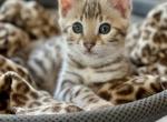Bengal kittens - Bengal Kitten For Sale - Santa Clarita&comma; CA&comma; US