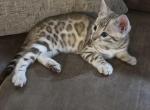 Bengal kittens - Bengal Kitten For Sale - Santa Clarita&comma; CA&comma; US