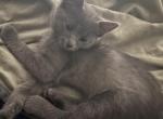 Loki - Russian Blue Kitten For Adoption - Pink Hill&comma; NC&comma; US