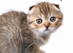 Mimi - Scottish Fold Kitten For Sale - IL&comma; US