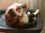 Bailey - Domestic Kitten For Sale - Manchester&comma; NH&comma; US
