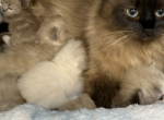 Ragdoll kittens - Ragdoll Kitten For Sale - Gurnee&comma; IL&comma; US