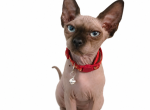 Mini litter - Sphynx Kitten For Sale - Four Oaks&comma; NC&comma; US
