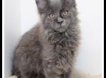 Lizzy - Maine Coon Kitten For Sale - Canton&comma; OH&comma; US