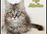 Pippa - Maine Coon Kitten For Sale - Canton&comma; OH&comma; US