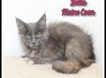 Bella - Maine Coon Kitten For Sale - Canton&comma; OH&comma; US