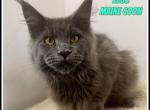 Zeus - Maine Coon Kitten For Sale - Canton&comma; OH&comma; US