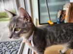 Shadow - Domestic Kitten For Sale - Palo Alto&comma; CA&comma; US