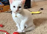 Brownie - Highlander Kitten For Sale - Williamsburg&comma; VA&comma; US