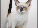 Zeek - Siamese Kitten For Sale - Canton&comma; OH&comma; US