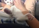 Mando - Highlander Kitten For Sale - Williamsburg&comma; VA&comma; US