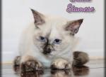 Gracie - Siamese Kitten For Sale - Canton&comma; OH&comma; US
