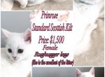 Two Beautiful Scottish Kilt Kittens - Munchkin Kitten For Sale - Bethlehem&comma; PA&comma; US