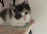 Cherry - Domestic Kitten For Sale - Farmington&comma; CT&comma; US