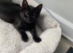 Raven - Domestic Kitten For Sale - Farmington&comma; CT&comma; US